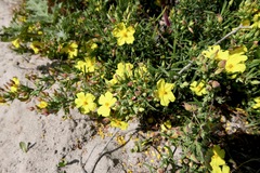 Cistus calycinus