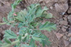 Hermannia pulverata