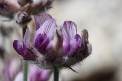 Astragalus austiniae