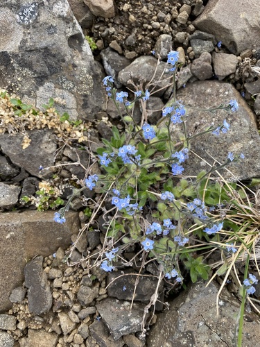 Eritrichium villosum, photograph 3