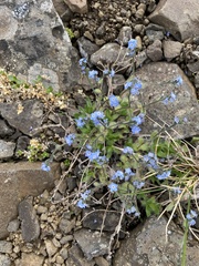 Eritrichium villosum, photograph Илья Руденко, CC BY, iNaturalist via GBIF