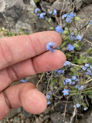 Eritrichium villosum, photograph 4