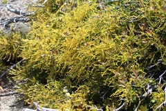 Quercus vacciniifolia