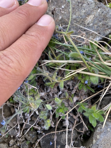 Eritrichium villosum, photograph 5