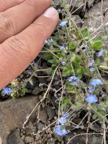 Eritrichium villosum, photograph 6