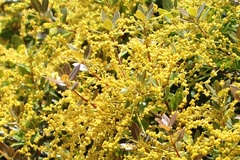 Quercus vacciniifolia