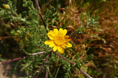Anacyclus radiatus