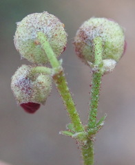 Hermannia pulverata