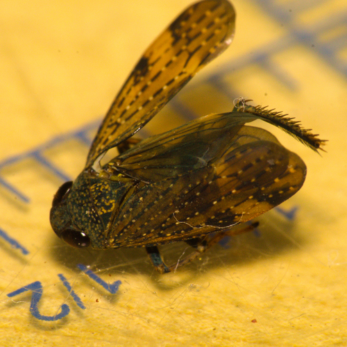 Stalolidia fascifrons