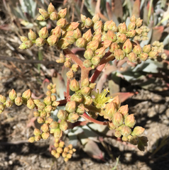 Dudleya virens insularis