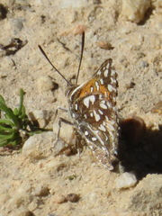 Trimenia macmasteri