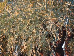 Cussonia paniculata sinuata