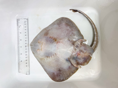 Round skate (Rajella fyllae) — Rajidae — 2