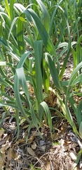 Allium ampeloprasum