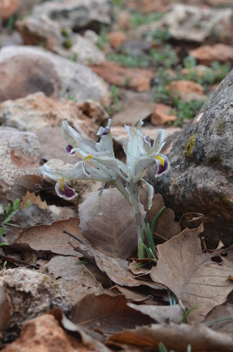 Persian Iris