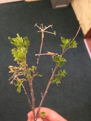 Polemannia grossulariifolia