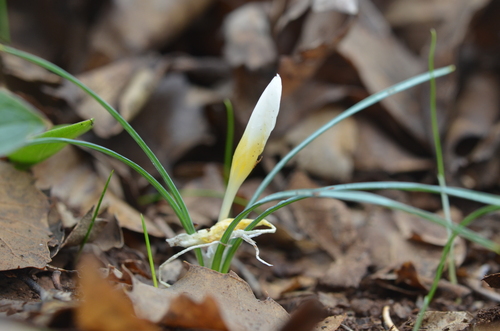 Crocus musagecitii