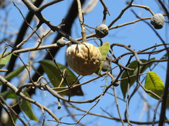 Annona reticulata