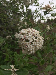Viburnaceae