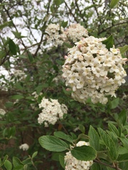 Viburnaceae