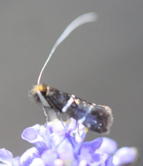 Adela septentrionella