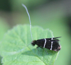 Adela septentrionella