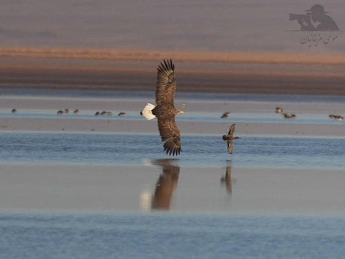 White-tailed Eagle (Haliaeetus albicilla), a species recorded in Alaska
