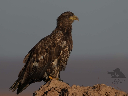 White-tailed Eagle, photo 6 of 8