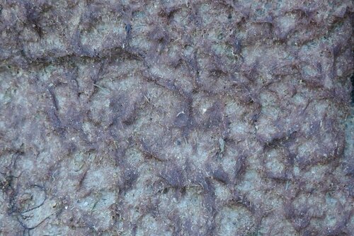 Image of Rhodothamniella floridula by no rights reserved