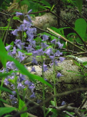 Hyacinthoides