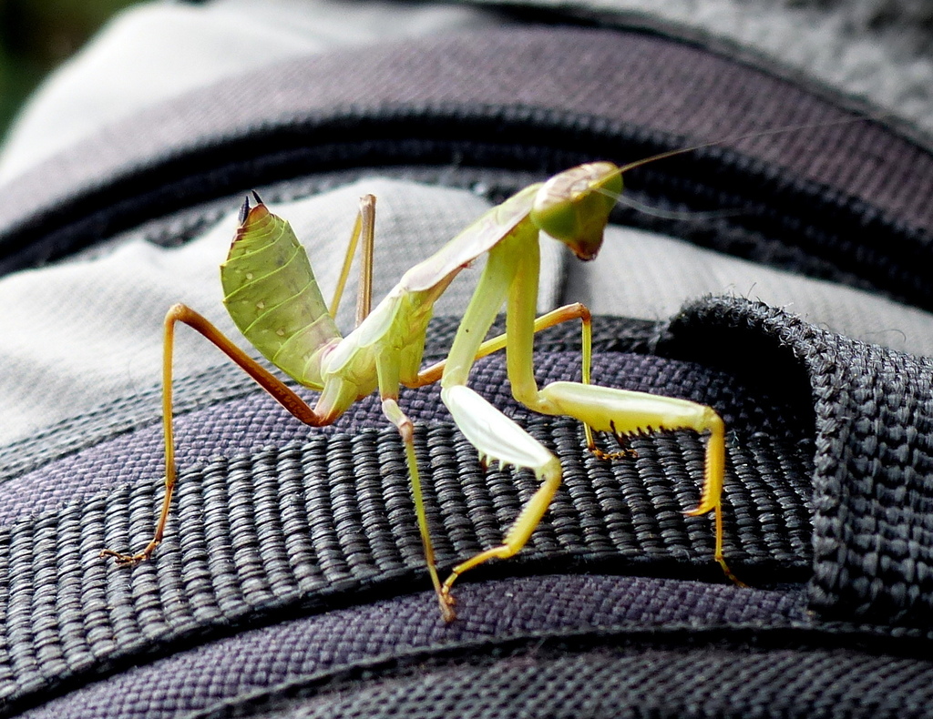 Tarachomantis confusa