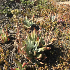 Dudleya virens insularis