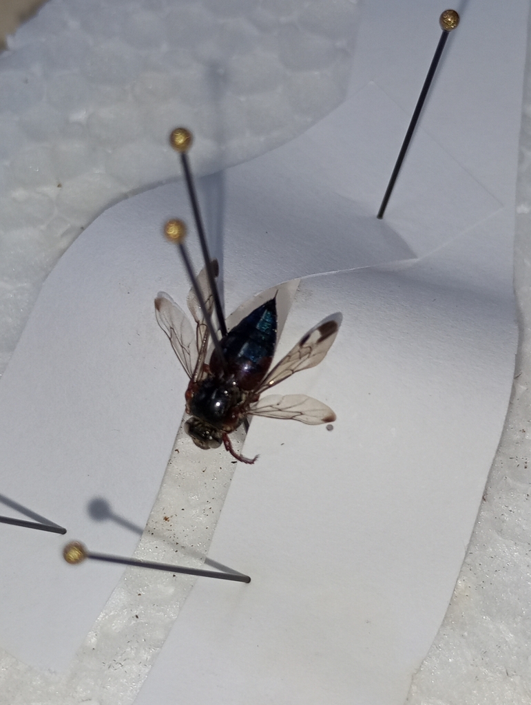 Mesocheira bicolor