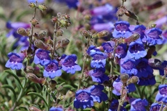 Penstemon roezlii