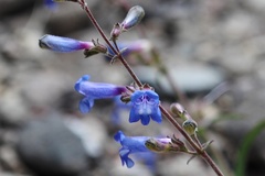 Penstemon roezlii