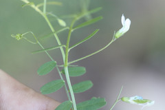 Vicia hassei