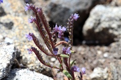 Phacelia quickii