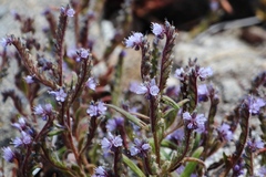 Phacelia quickii