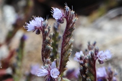 Phacelia quickii