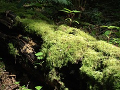 Pseudisothecium cristatum