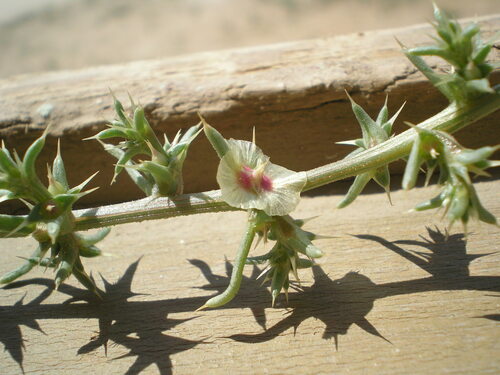 barbwire russian thistle (Salsola paulsenii)