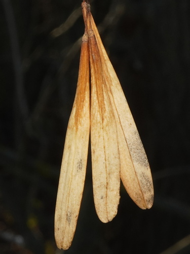 jaseň pensylvánsky (Fraxinus pennsylvanica)