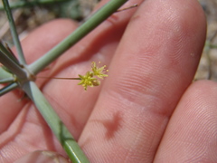 Eriogonum trichopes
