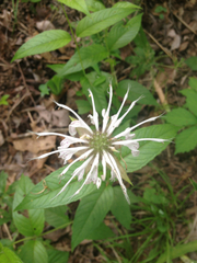 Monarda bradburiana