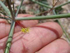 Eriogonum trichopes