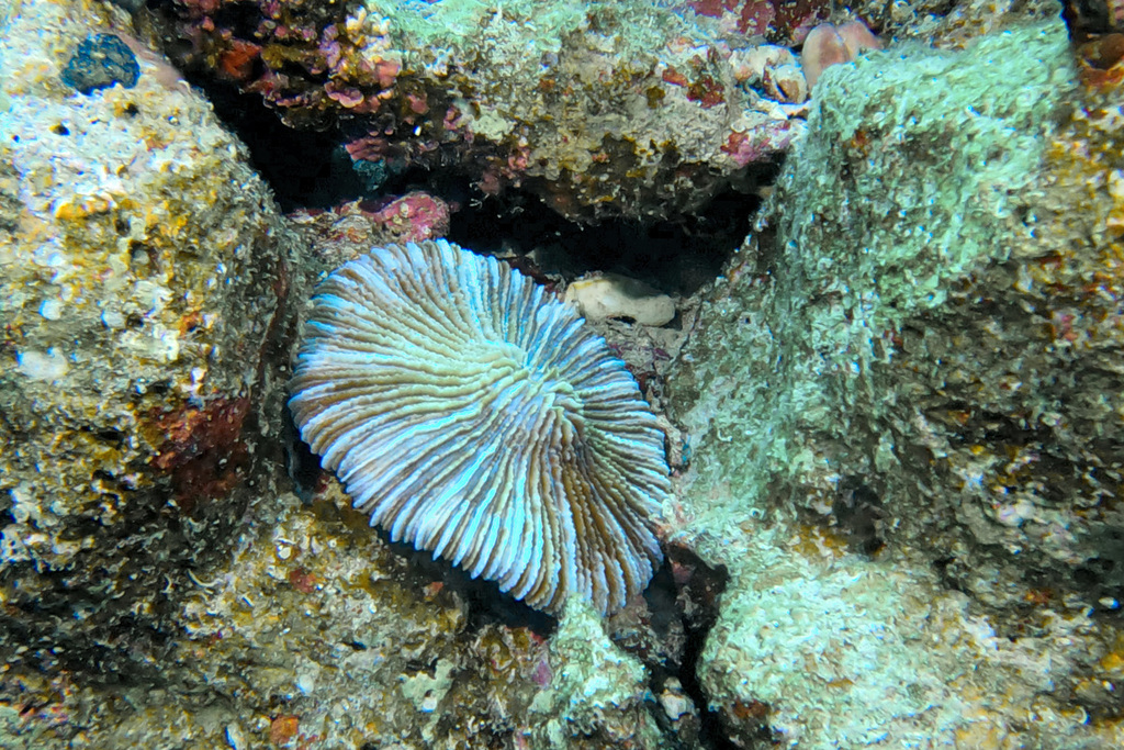mushroom coral