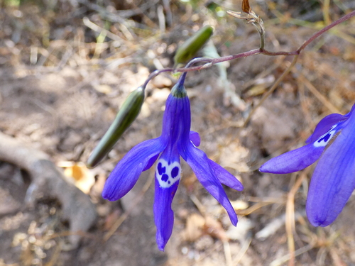 Conanthera trimaculata (Conanthera trimaculata)