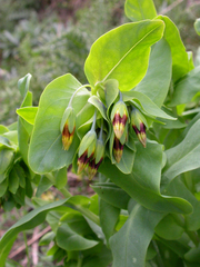 Cerinthe glabra