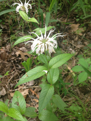 Monarda bradburiana