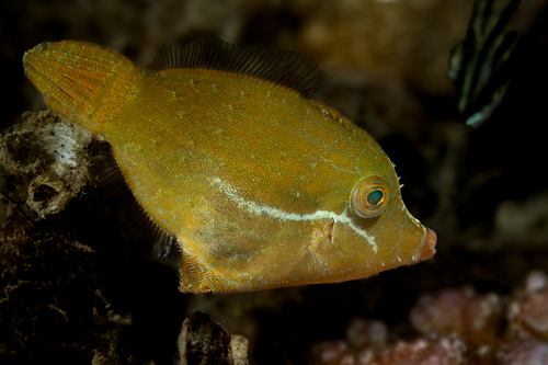 Blacklined filefish (Pervagor nigrolineatus) — Monacanthidae — 3